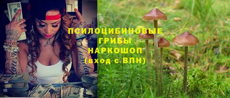 Галлюциногенные грибы Psilocybine cubensis  Сасово 